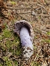  ( - FDS-CA-05167)  @11 [ ] by (2024) Mandy Hackney Fungal Diversity Survey