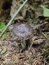  ( - FDS-CA-05163)  @11 [ ] by (2024) Mandy Hackney Fungal Diversity Survey