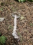  ( - FDS-CA-05163)  @11 [ ] by (2024) Mandy Hackney Fungal Diversity Survey