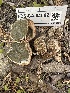  (Trappea sp. darkeri-CA01 - FDS-CA-04582)  @11 [ ] by-nc (2024) Bat Vardeh Fungal Diversity Survey