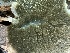  ( - FDS-CA-04582)  @11 [ ] by-nc (2024) Bat Vardeh Fungal Diversity Survey