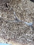  ( - FDS-CA-04566)  @11 [ ] by-nc (2024) Bat Vardeh Fungal Diversity Survey