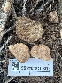  (Gautieriaceae - FDS-CA-04566)  @11 [ ] by-nc (2024) Bat Vardeh Fungal Diversity Survey