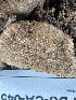  ( - FDS-CA-04566)  @11 [ ] by-nc (2024) Bat Vardeh Fungal Diversity Survey