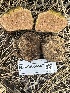  ( - FDS-CA-04567)  @11 [ ] by-nc (2024) Bat Vardeh Fungal Diversity Survey