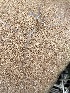  ( - FDS-CA-04567)  @11 [ ] by-nc (2024) Bat Vardeh Fungal Diversity Survey
