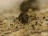  ( - FDS-CA-01662)  @11 [ ] c (2024) Rudy Diaz Fungal Diversity Survey