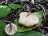  ( - FDS-CA-02404)  @11 [ ] by-nc (2024) Jaren Hockert Fungal Diversity Survey