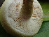  ( - FDS-CA-02404)  @11 [ ] by-nc (2024) Jaren Hockert Fungal Diversity Survey