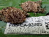  ( - FDS-CA-02403)  @11 [ ] by-nc (2024) Jaren Hockert Fungal Diversity Survey
