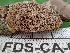  ( - FDS-CA-02403)  @11 [ ] by-nc (2024) Jaren Hockert Fungal Diversity Survey