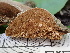  ( - FDS-CA-02403)  @11 [ ] by-nc (2024) Jaren Hockert Fungal Diversity Survey