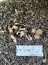  ( - FDS-CA-00276)  @11 [ ] by-nc (2024) Dean Lyons Fungal Diversity Survey
