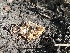  ( - FDS-CA-00279)  @11 [ ] by-nc (2024) Dean Lyons Fungal Diversity Survey