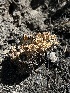  ( - FDS-CA-00279)  @11 [ ] by-nc (2024) Dean Lyons Fungal Diversity Survey