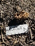  ( - FDS-CA-00279)  @11 [ ] by-nc (2024) Dean Lyons Fungal Diversity Survey