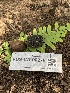  ( - FDS-CA-00278)  @11 [ ] by-nc (2024) Dean Lyons Fungal Diversity Survey
