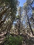  ( - FDS-CA-00270)  @11 [ ] by-nc (2024) Dean Lyons Fungal Diversity Survey