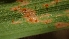  (Puccinia coronata - FDS-CA-02586)  @11 [ ] by-nc (2024) Sadie Hickey Fungal Diversity Survey