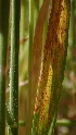  ( - FDS-CA-02586)  @11 [ ] by-nc (2024) Sadie Hickey Fungal Diversity Survey