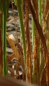  ( - FDS-CA-02586)  @11 [ ] by-nc (2024) Sadie Hickey Fungal Diversity Survey