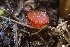  (Scutellinia sp. CA07 - FDS-CA-05298)  @11 [ ] by-nc (2024) Damon Tighe Fungal Diversity Survey