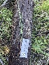  ( - FDS-CA-05299)  @11 [ ] by-nc (2024) Damon Tighe Fungal Diversity Survey