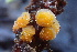  (Ramsbottomia sp. CA01 - FDS-CA-05299)  @11 [ ] by-nc (2024) Damon Tighe Fungal Diversity Survey