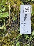  ( - FDS-CA-05305)  @11 [ ] by-nc (2024) Damon Tighe Fungal Diversity Survey