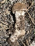  (Amanita - FDS-CA-05308)  @11 [ ] by-nc (2024) Damon Tighe Fungal Diversity Survey