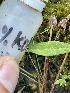  ( - FDS-CA-05305)  @11 [ ] by-nc (2024) Damon Tighe Fungal Diversity Survey