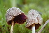  (Conocybe sp. CA16 - FDS-CA-05305)  @11 [ ] by-nc (2024) Damon Tighe Fungal Diversity Survey