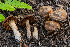  ( - FDS-CA-00276)  @11 [ ] by-nc (2024) Dean Lyons Fungal Diversity Survey