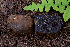  ( - FDS-CA-00278)  @11 [ ] by-nc (2024) Dean Lyons Fungal Diversity Survey