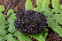  (Melanogaster sp. macrocarpus-CA01 - FDS-CA-00278)  @11 [ ] by-nc (2024) Dean Lyons Fungal Diversity Survey
