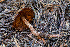  ( - FDS-CA-00270)  @11 [ ] by-nc (2024) Dean Lyons Fungal Diversity Survey