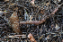  ( - FDS-CA-00270)  @11 [ ] by-nc (2024) Dean Lyons Fungal Diversity Survey