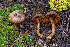  ( - FDS-CA-00273)  @11 [ ] by-nc (2024) Dean Lyons Fungal Diversity Survey