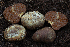  (Cortinarius lilacinoides - FDS-CA-00286)  @11 [ ] by-nc (2024) Dean Lyons Fungal Diversity Survey