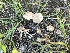  ( - FDS-CA-00283)  @11 [ ] by-nc (2024) Dean Lyons Fungal Diversity Survey