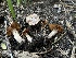  ( - FDS-CA-00285)  @11 [ ] by-nc (2024) Dean Lyons Fungal Diversity Survey
