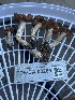  ( - FDS-CA-00285)  @11 [ ] by-nc (2024) Dean Lyons Fungal Diversity Survey