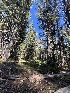  ( - FDS-CA-00285)  @11 [ ] by-nc (2024) Dean Lyons Fungal Diversity Survey