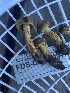  ( - FDS-CA-00287)  @11 [ ] by-nc (2024) Dean Lyons Fungal Diversity Survey