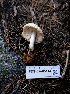  ( - FDS-CA-05414)  @11 [ ] by-nc (2024) Unspecified Fungal Diversity Survey