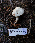  ( - FDS-CA-05414)  @11 [ ] by-nc (2024) Unspecified Fungal Diversity Survey