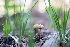  ( - FDS-CA-05415)  @11 [ ] by-nc (2024) Unspecified Fungal Diversity Survey