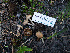  ( - FDS-CA-05415)  @11 [ ] by-nc (2024) Unspecified Fungal Diversity Survey