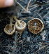  ( - FDS-CA-05415)  @11 [ ] by-nc (2024) Unspecified Fungal Diversity Survey