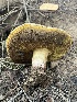  ( - FDS-CA-00282)  @11 [ ] by-nc (2024) Dean Lyons Fungal Diversity Survey
